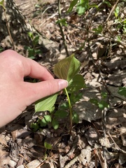 Trillium grandiflorum