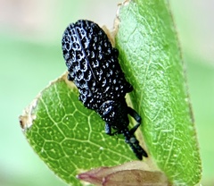 Microrhopala erebus