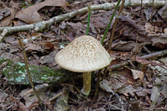 Leccinellum pseudoscabrum
