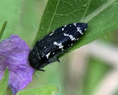Acmaeodera ornata