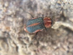 Collops vittatus