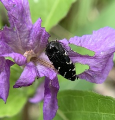 Acmaeodera ornata