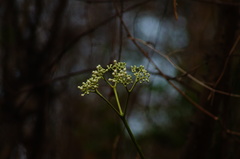 Cnidoscolus megacanthus
