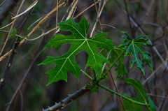 Cnidoscolus megacanthus