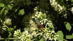 Chlorion hemipyrrhum