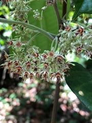 Byttneria grandifolia