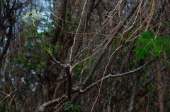 Cnidoscolus megacanthus