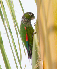 Maroon-Tailed Parakeet photo 4