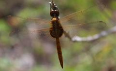 Tauriphila australis