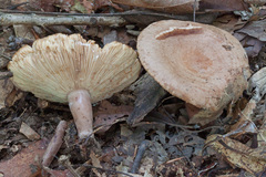 Lactarius quietus incanus