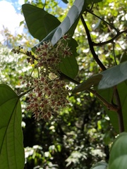 Byttneria grandifolia