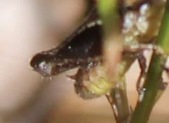 Melanoplus puer