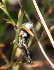 Melanoplus puer