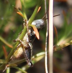 Melanoplus puer