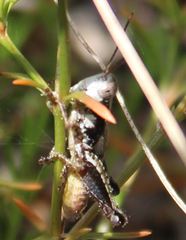 Melanoplus puer