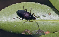 Tanychilus