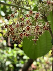 Byttneria grandifolia