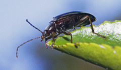 Tanychilus
