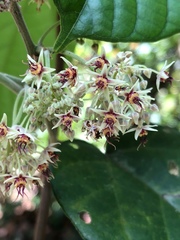 Byttneria grandifolia