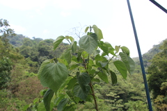 Heliocarpus americanus