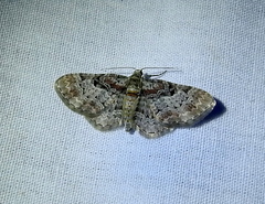 Eupithecia johnstoni