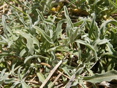 Aurinia sinuata