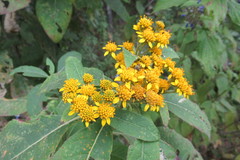 Verbesina oncophora