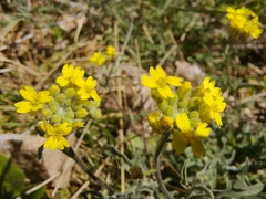 Aurinia sinuata