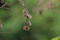 Heliocarpus americanus