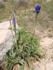 Iris pallida illyrica