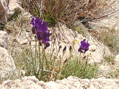 Iris pallida illyrica