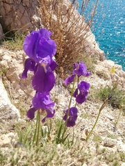 Iris pallida illyrica