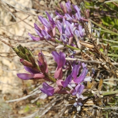 Astragalus muelleri