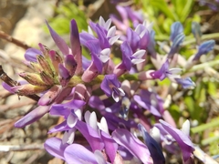 Astragalus muelleri
