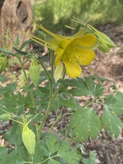Aquilegia longissima