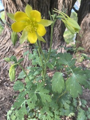 Aquilegia longissima