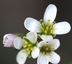 Arabis scabra