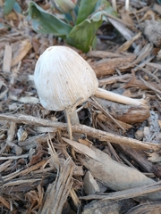 Coprinellus flocculosus