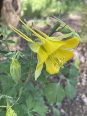 Aquilegia longissima
