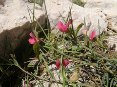 Lathyrus setifolius