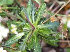 Arabis scabra