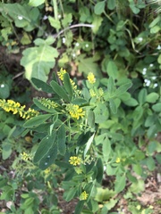 Melilotus indicus