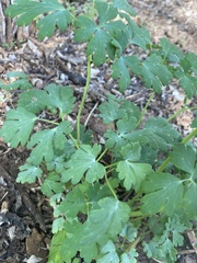 Aquilegia longissima