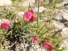 Lathyrus setifolius