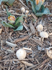 Coprinellus flocculosus