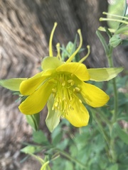Aquilegia longissima