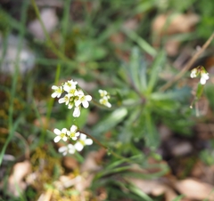 Arabis scabra