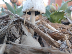 Coprinellus flocculosus