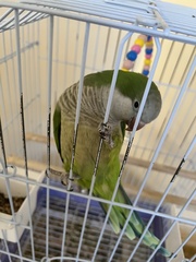 Myiopsitta