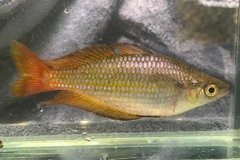 Melanotaenia splendida splendida